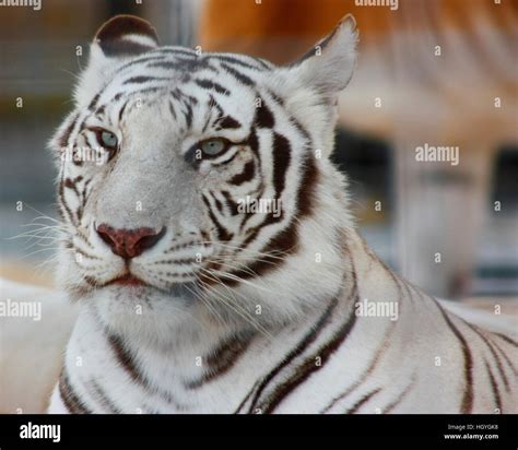 foto de tigresa|192.700+ Tigre Fotografías de stock, fotos e imágenes libres de ...